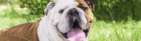 Bullog on grass